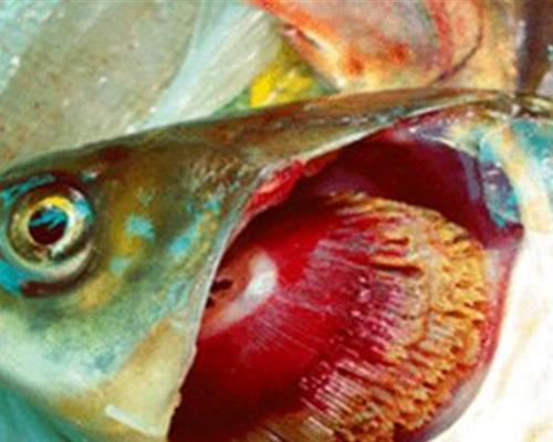 烂鳃病鱼危害详解，健康饮食需警惕(图3)