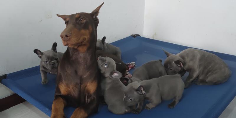 杜宾犬不能打架的原因与危害(图1)