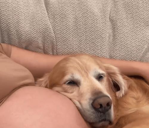 金毛生小狗的最佳时间与注意事项(图3)