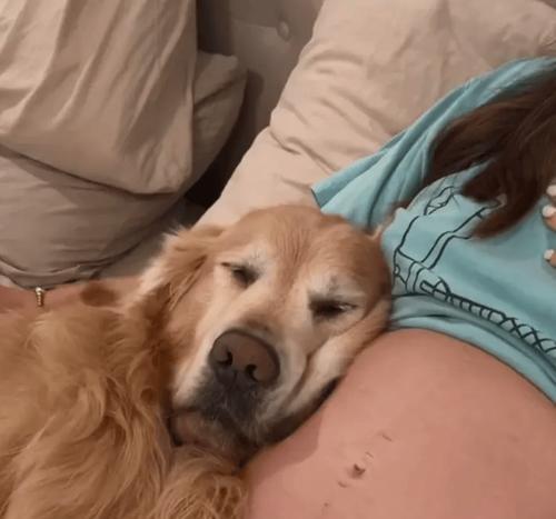 金毛生小狗的最佳时间与注意事项(图2)