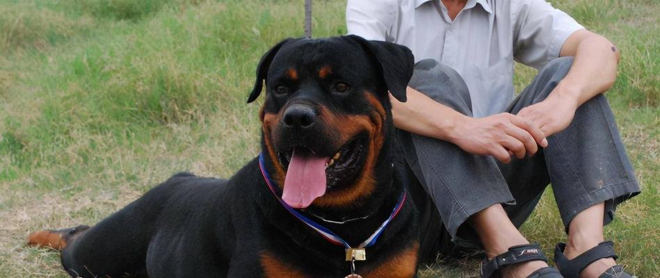 罗威纳犬产后饮食指南 营养均衡恢复关键(图1)