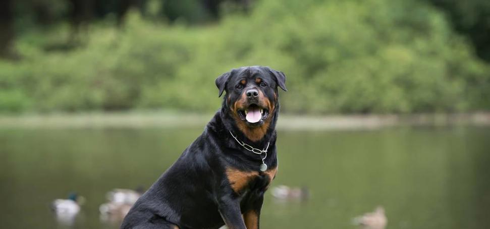 罗威纳犬产后饮食指南 营养均衡恢复关键(图3)