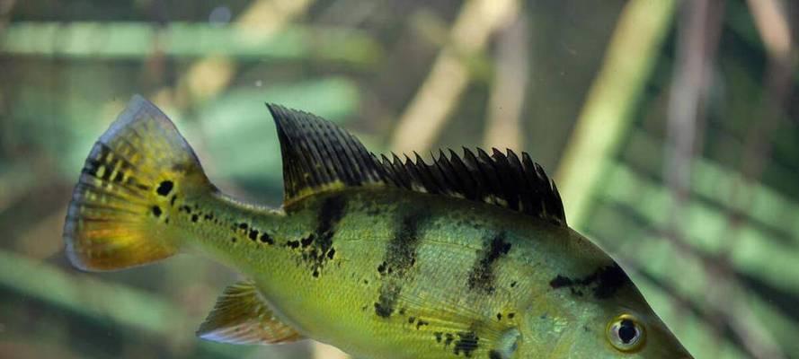 烂鳃病鱼危害详解，健康饮食需警惕(图1)