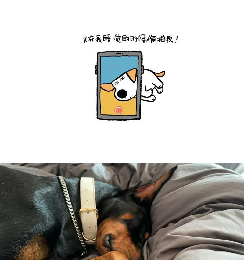 杜宾犬不能打架的原因与危害(图3)