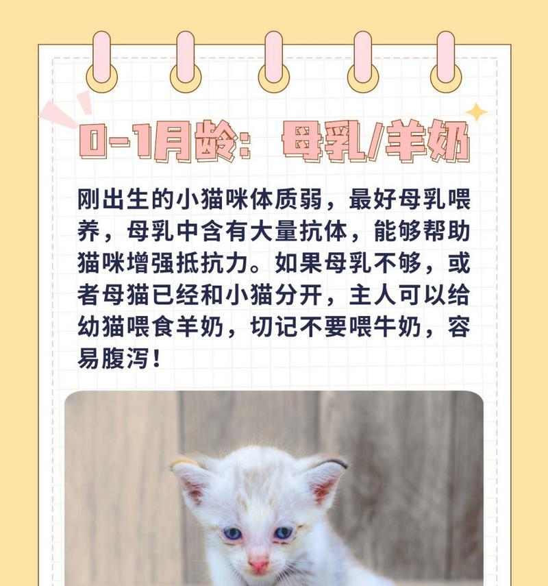 如何提升猫咪体质 健康饮食全指南(图2)