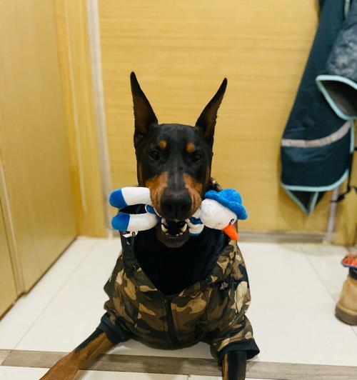 杜宾犬不能打架的原因与危害(图2)