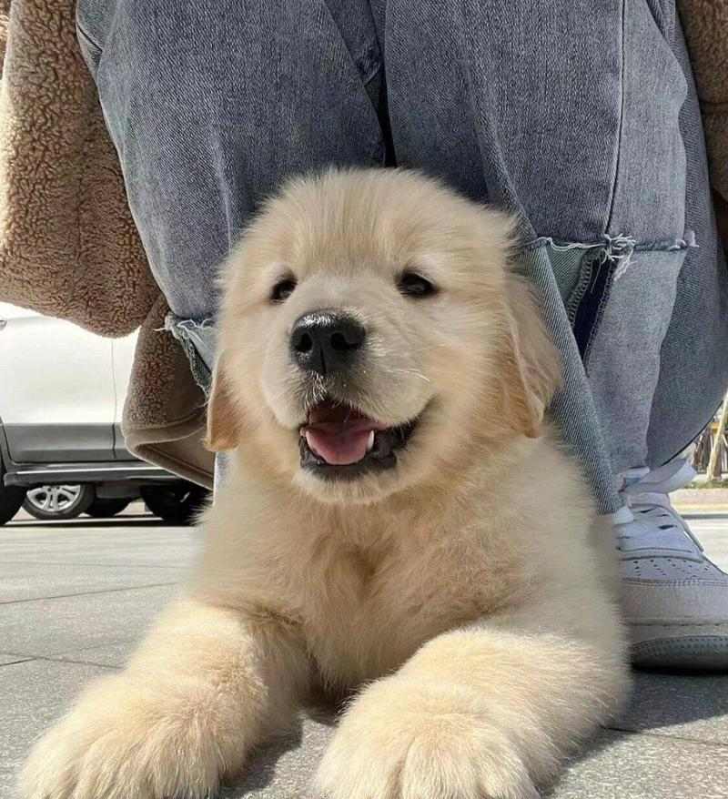 金毛生小狗的最佳时间与注意事项(图1)