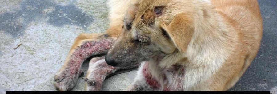 狗狗皮肤发黑原因及护理建议