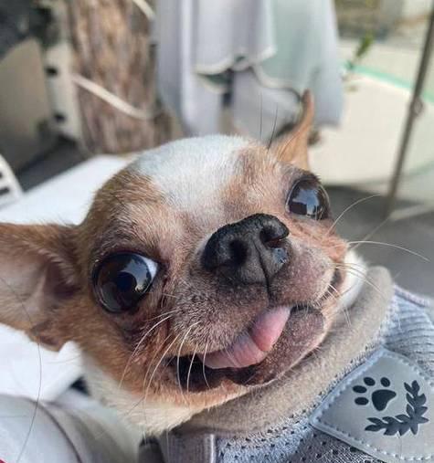 吉娃娃常见疾病及预防措施