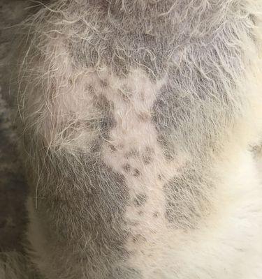 狗狗皮肤发黑原因及护理建议(图3)