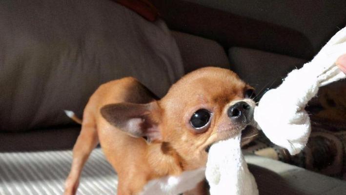 吉娃娃常见疾病及预防措施(图3)