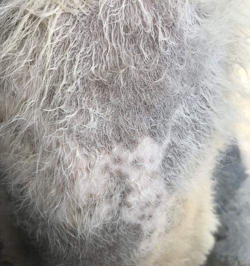 狗狗皮肤发黑原因及护理建议(图2)