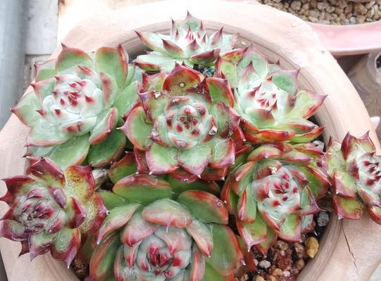 吉娃娃常见疾病及预防措施(图2)