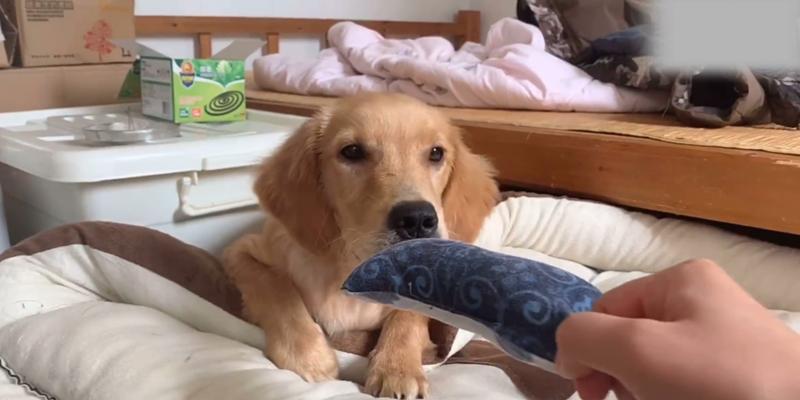 金毛疫苗后注意事项与养护指南(图2)