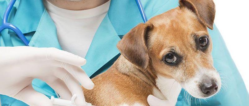 金毛疫苗后注意事项与养护指南(图3)