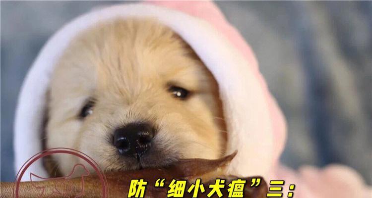 金毛疫苗后注意事项与养护指南