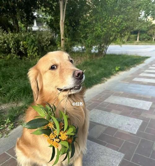 如何培养顺从的狗狗并建立健康关系