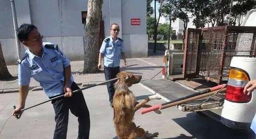 如何培养顺从的狗狗并建立健康关系(图3)