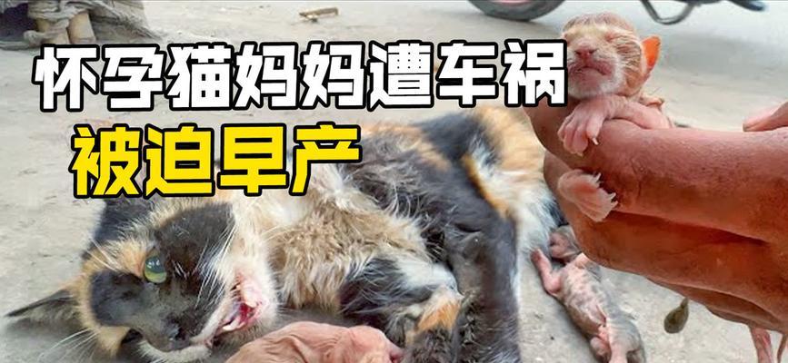 Why Cats Are Prone to Car Accidents and How to Prevent Them(图1)