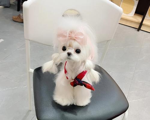 马尔济斯犬专用沐浴液推荐(图2)