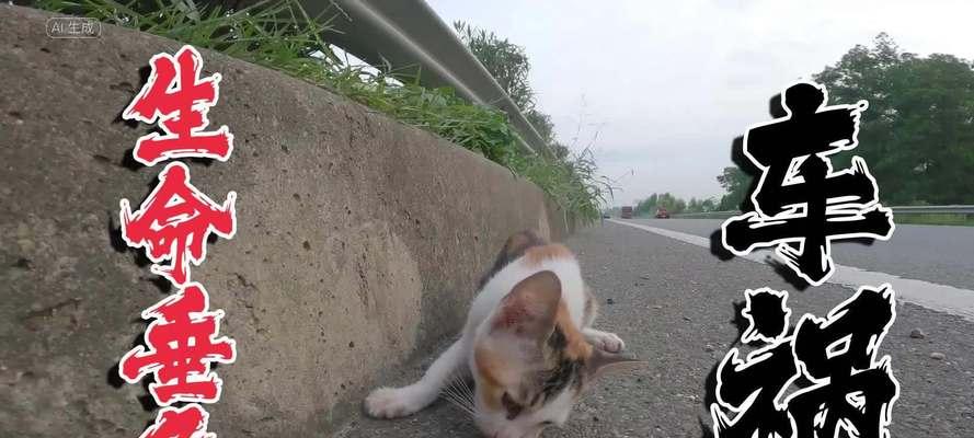 Why Cats Are Prone to Car Accidents and How to Prevent Them(图2)