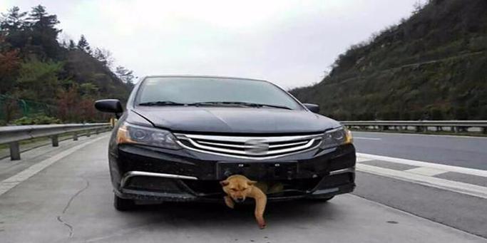 Why Cats Are Prone to Car Accidents and How to Prevent Them(图3)