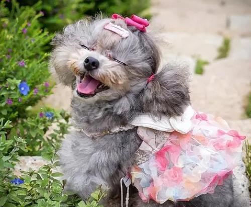 母泰迪犬生育周期与护理全解析(图3)