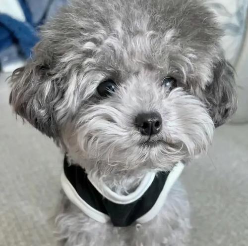 母泰迪犬生育周期与护理全解析(图2)