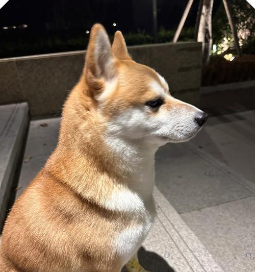 最乖又小的狗狗品种推荐(图3)