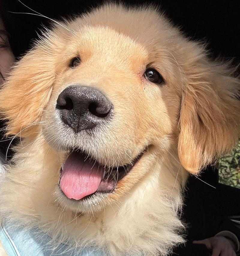 最乖又小的狗狗品种推荐(图2)