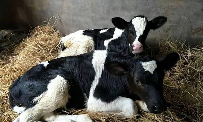 八哥犬断奶时间及注意事项指南(图3)