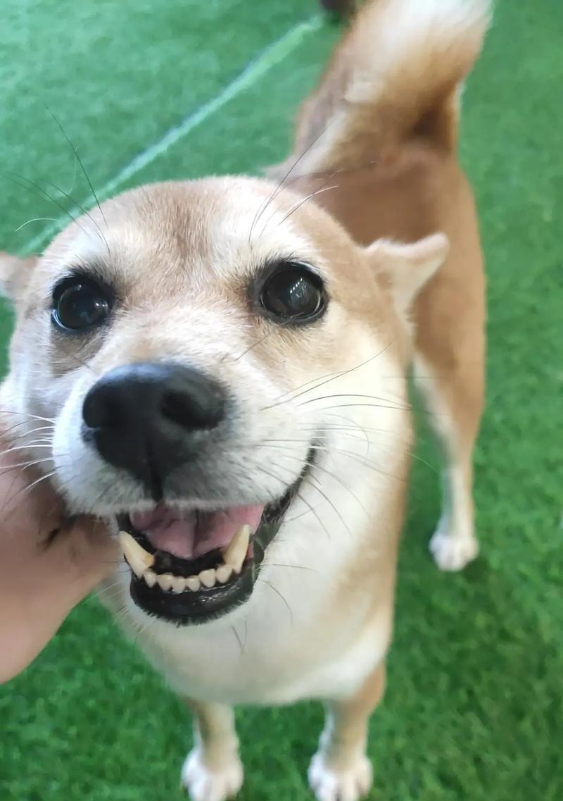 最乖又小的狗狗品种推荐