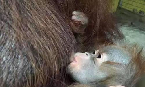 八哥犬断奶时间及注意事项指南