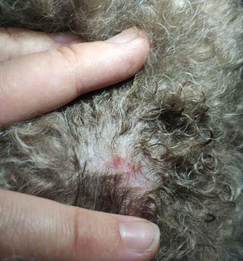 泰迪腿摔伤药物治疗指南(图2)