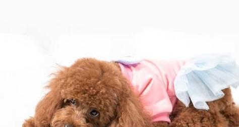 泰迪腿摔伤药物治疗指南(图3)