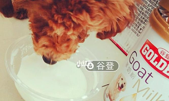 泰迪腿摔伤药物治疗指南