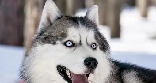 哈士奇毛发长的原因解析