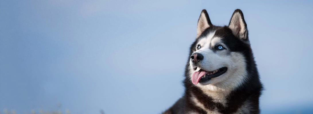 哈士奇毛发长的原因解析(图2)