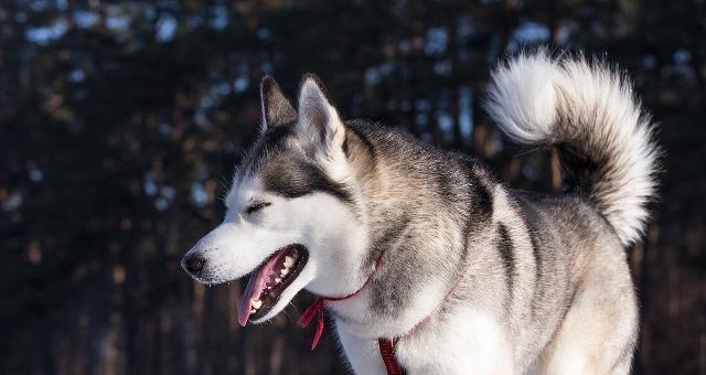 哈士奇毛发长的原因解析(图3)