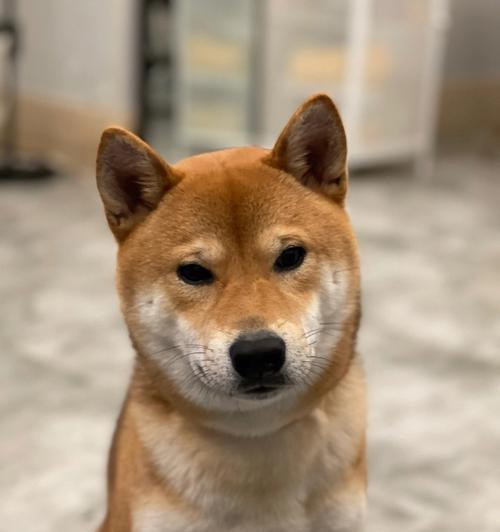 柴犬：活泼可爱忠诚的完美家庭宠物(图3)