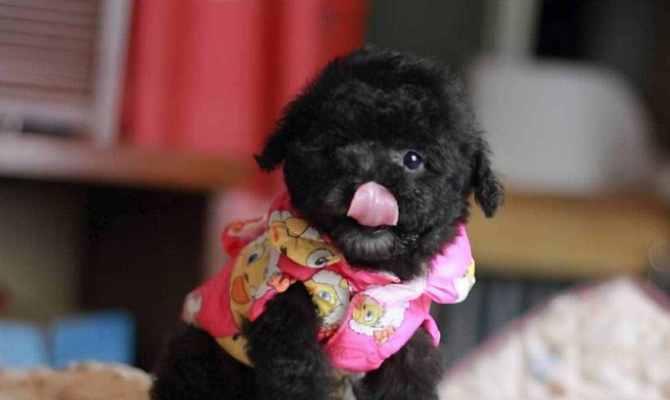 泰迪狗颜色与价格全解析(图2)