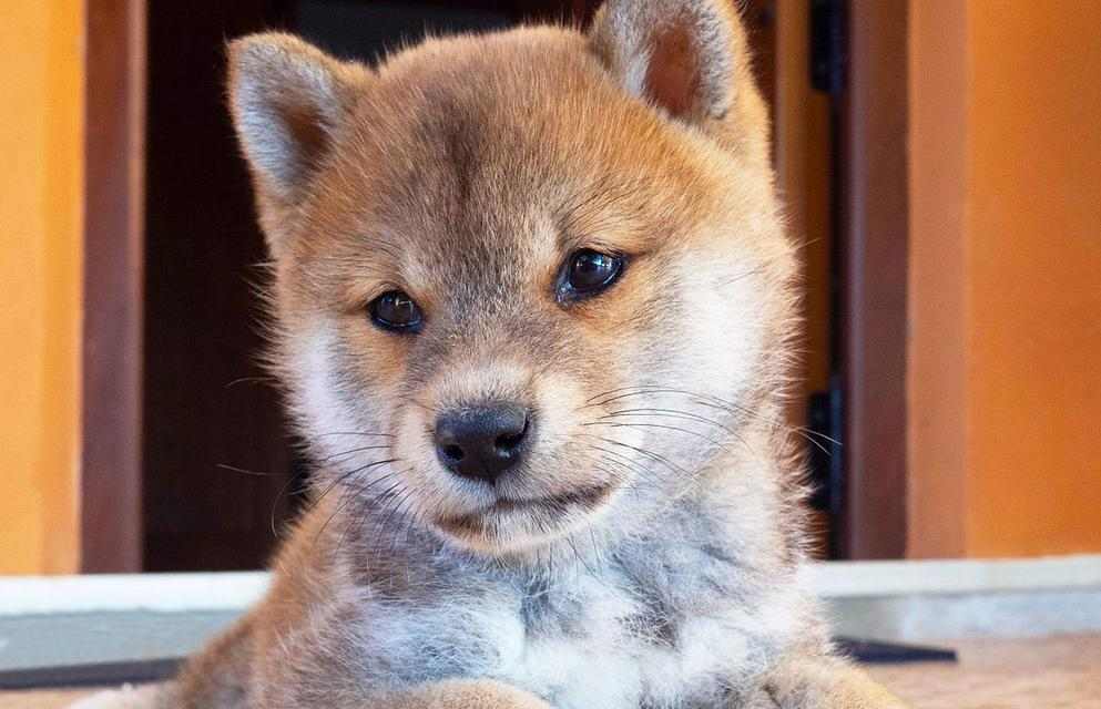 柴犬：活泼可爱忠诚的完美家庭宠物(图2)