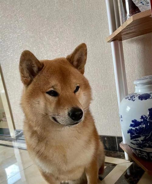 柴犬：活泼可爱忠诚的完美家庭宠物