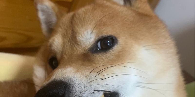 Dog Eat Apple Benefits and Risks(图2)