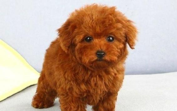 泰迪狗颜色与价格全解析(图3)