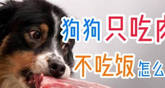 狗狗不好动不吃肉的原因解析(图2)