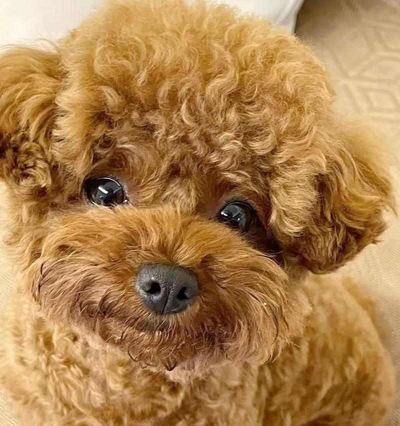 狗狗不好动不吃肉的原因解析(图3)