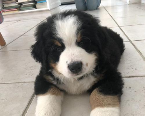 馒头宠物狗：温顺可爱的家庭伴侣(图2)