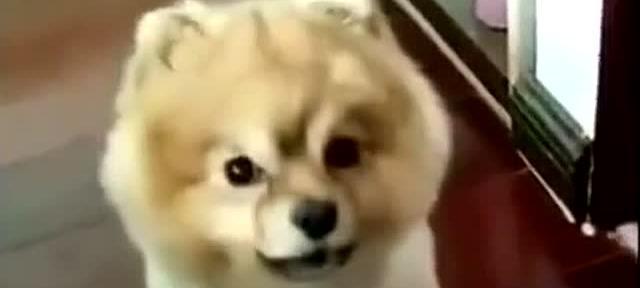 馒头宠物狗：温顺可爱的家庭伴侣(图3)