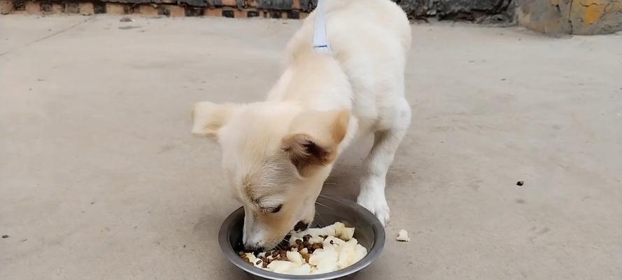 馒头宠物狗：温顺可爱的家庭伴侣